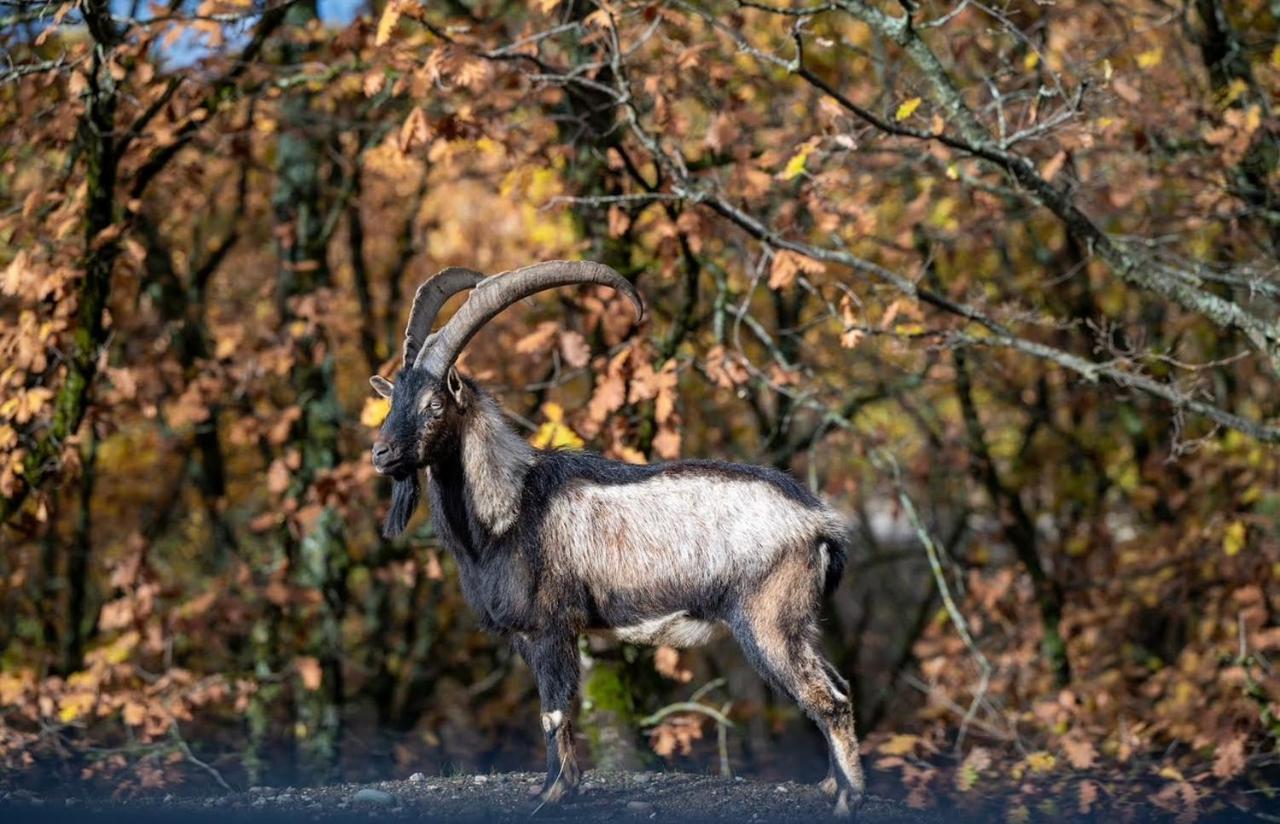 Bourazani Wild Life Resort Konitsa Extérieur photo