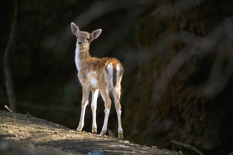 Bourazani Wild Life Resort Konitsa Extérieur photo